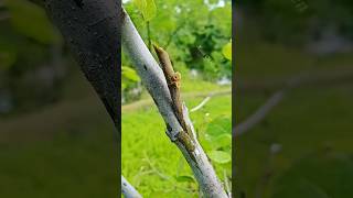 How To Grafting Fig Tree grafting [upl. by August]