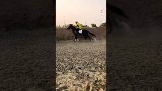 Power Horse fyp horseriding diamonds [upl. by Etnor]