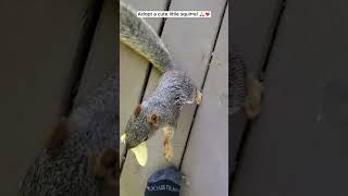 Adopt a cute little squirrel squirrel babysquirrels short [upl. by Enitsirt912]