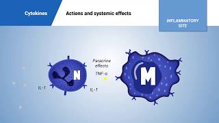 Cytokines actions and systemic effects [upl. by Scopp967]