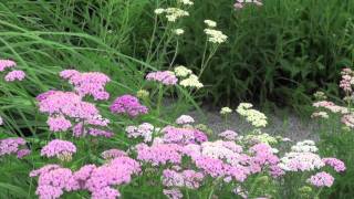 ポール・スミザー Achillea millefolium Summer Pastels アキレア サマーパステル [upl. by Ulita]