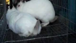 Successful Rabbit Breeding [upl. by Anitsrihc]