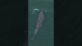 Lone Dolphin hunting in shallow water off Scotland [upl. by Anderea]