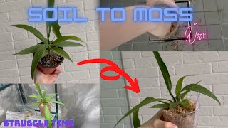 How to Transfer a Houseplant from Soil to Moss using an Anthurium Vittarifolium [upl. by Aynas553]