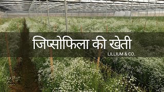 जिप्सोफीला की खेती  Farming lf Gypsophila  पॉलिहाउस मे खेती  Farming in Polyhouse [upl. by Swainson46]