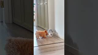 Puppy playing with Rabbit 🐇🥰 dog minidoge puppy puppies rabbit [upl. by Uaeb]