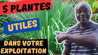 Ces 5 plantes vous faciliteront la vie citronnelle vernoniaetc [upl. by O'Conner]