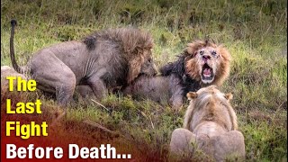 The Tragic Last Moment of A Male Lion Before Death  Lion Warfare [upl. by Ahsilef]