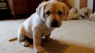 Yellow Labrador Retriever Puppies playing 6 weeks CUTE explosion BucABuc Farm [upl. by Chuu]