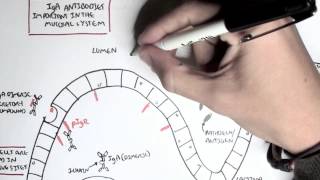 Part III  Mucosal Immunity IgA antibodies [upl. by Tyne]