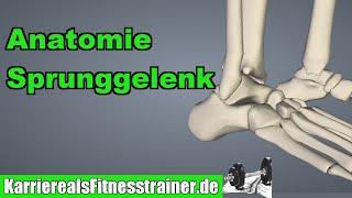 Anatomie des Sprunggelenks für Fitnesstrainer erklärt [upl. by Yalahs]