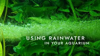 Using rainwater in your aquarium  Tutorial [upl. by Deana884]