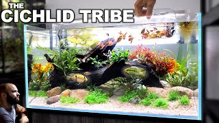 The Cichlid Tribe EXQUISITE All in 1 Aquarium Kit [upl. by Yekcim]