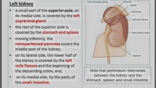 RELATION OF KIDNEYDIAGRAM OF LEFT KIDNEYLEFT KIDNEY ☝🏻 [upl. by Goldsworthy6]