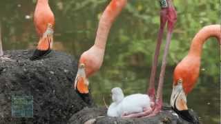 A Bronx Zoo Caribbean Flamingo Chick Takes Its First Steps [upl. by Alidia]