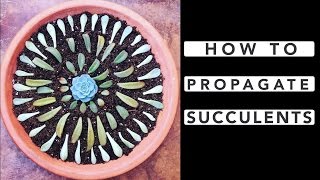 How to Propagate Succulents [upl. by Anay145]