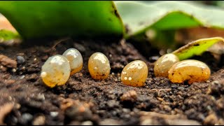 PROVEN Way to Make Your Snails Grow FAST and Lay MORE Eggs [upl. by Saberio]