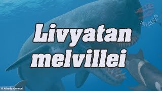 ¿Qué significa y cómo se pronuncia Livyatan melvillei [upl. by Ponce922]