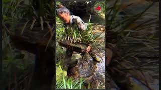 Is the bonsai in my garden beautiful Acorus calamus bonsai  bonsai agriculture mountainstream [upl. by Sitruc]