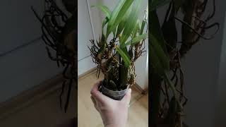 Maxillaria marginata [upl. by Aiuqat430]