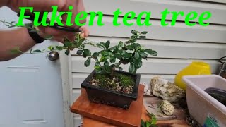 Too hot for bonsai Fukien tea tree update [upl. by Sibyls552]