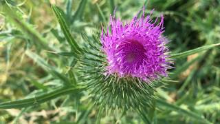 Speerdistel Cirsium vulgare  20170617 [upl. by Files]