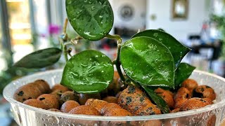 Rooting Hoya Plants in LECA Hydroton Let’s Chat [upl. by Cooper730]