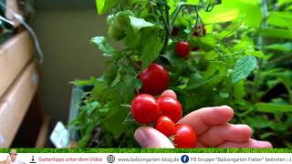 Tomaten ernten länger frisch halten ☀ Balkongarten Tipp [upl. by Marduk148]