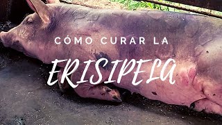 ERISIPELA porcina 🐷  causas síntomas tratamiento recomendaciones 👩🏻‍🌾  Mi Proyecto Porcino [upl. by Milt765]