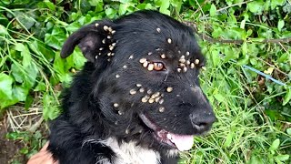 Rescue of abandoned dog with ticks tied up with a rope [upl. by Georgiana]