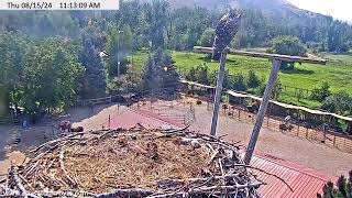 Dunrovin Nest Cam [upl. by Annaeed419]