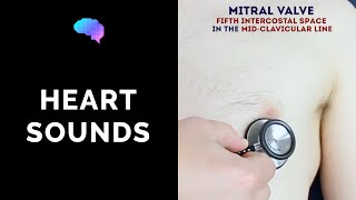 Heart murmur sounds cardiac auscultation sounds  UKMLA  CPSA [upl. by Eimile]