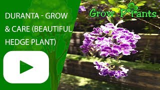 Duranta  grow and care Beautiful Hedge plant [upl. by Aimit627]