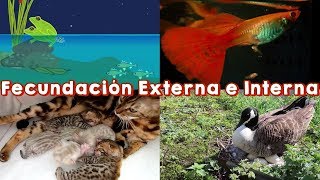 Animales con Fecundación Externa y Fecundación Interna [upl. by Yelnik]