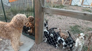 Sheepadoodle and cavapoo puppies ready for breakfast [upl. by Idok]