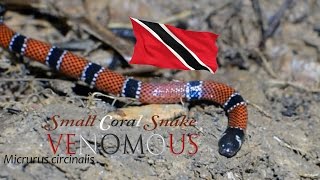 Small Coral Snake Profile Mircrurus circinalis [upl. by Nylirret234]