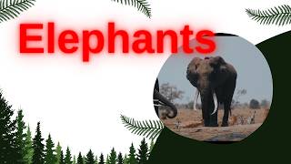 Meet Earths Majestic Giants Elephants [upl. by Adnomal]