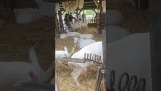 Geitenboerderij in het Amsterdamse Bos [upl. by Uzzial]