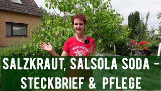 Salzkraut Salsola soda  Steckbrief amp Pflege [upl. by Anayeek]