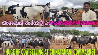 Karnataka Biggest Cow Market Chinatamani  ಚಿಂತಾಮಣಿ ಹಸುಗಳ ಸಂತೆ  Best Quality HF Cow [upl. by Ylremik]