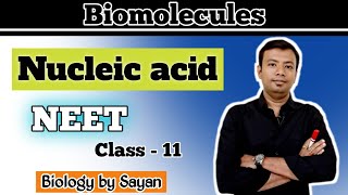 Structure of Nucleic acid Biomolecules Class 11 NEET [upl. by Kendre]