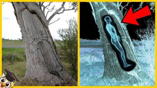 20 Choses Bizarres Trouvées Dans Les Arbres [upl. by Atilrac283]