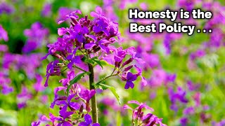 The Importance of Honesty  A Nectar Plant You Need in Your Garden [upl. by Ahsal]