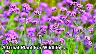 Verbena bonariensis  One of the BEST Herbaceous Perennials for Your Garden [upl. by Laehplar]