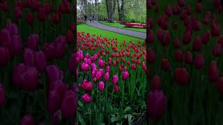 Descubre Lisse el corazón de los tulipanes 🌷🇳🇱 lisse holanda paisesbajos tulipanes [upl. by Leiad467]