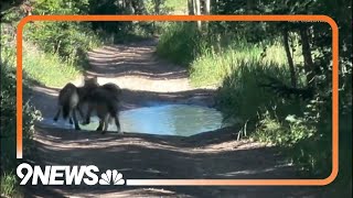 WATCH 3 wolf pups born in Colorado mountains spotted playing in puddle [upl. by Rosane]