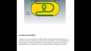 Lo splicing del RNA [upl. by Phia]