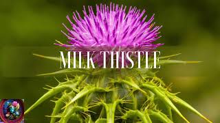 Milk Thistle As Liver Protector Morphic Field [upl. by Mercedes]