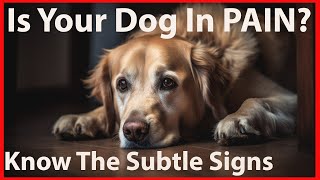 Common and Uncommon Signs of Pain in Dogs [upl. by Jalbert126]