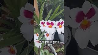 Anggrek Miltonia Putih [upl. by Ainaznat]